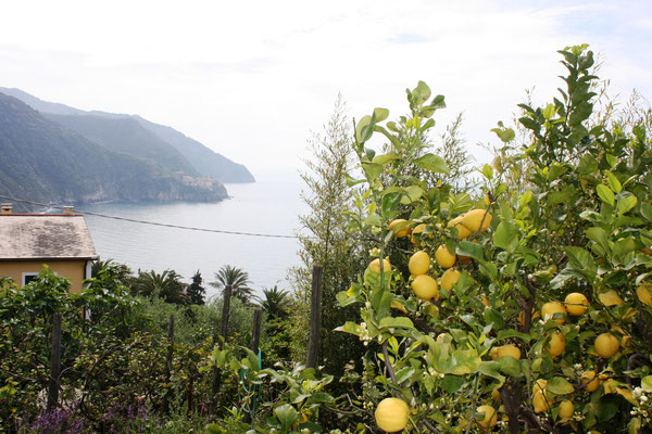 Citrons à profusion