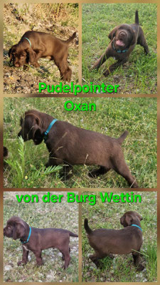 Oxan von der Burg Wettin
