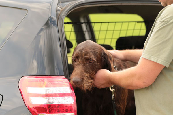 Revierhund Arrax vom Holteyer Grund