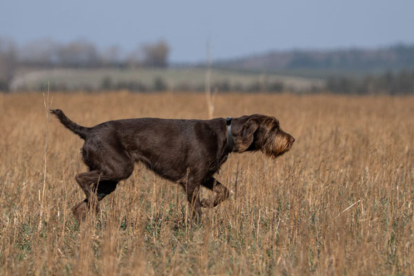 Aska (Astrid) vom Deiwelche 