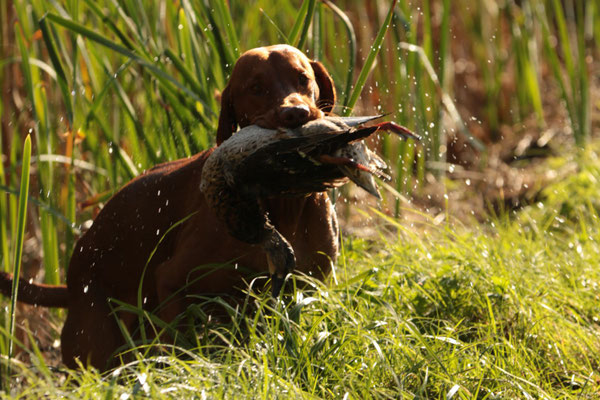 Ungarischer Vorstehhund