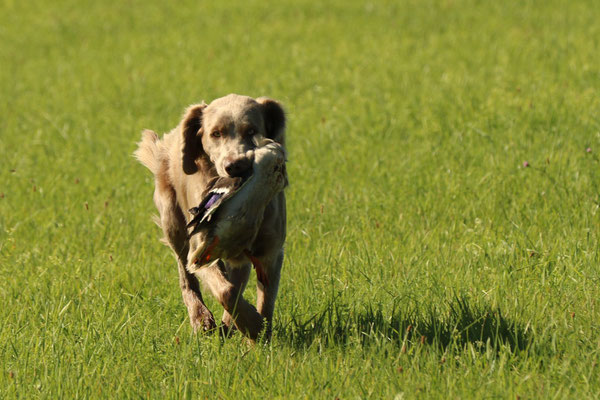 Akira vom Dornhof auf der Federwildschleppe