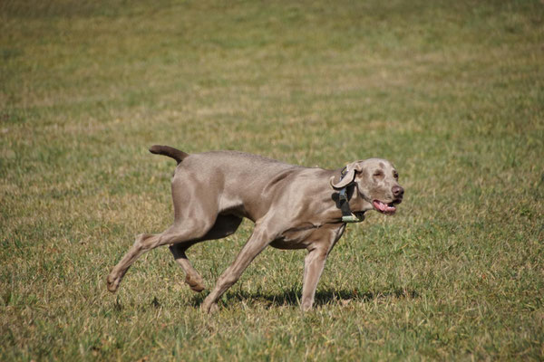 Weimaraner