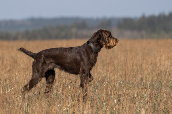 Aska (Astrid) vom Deiwelche 