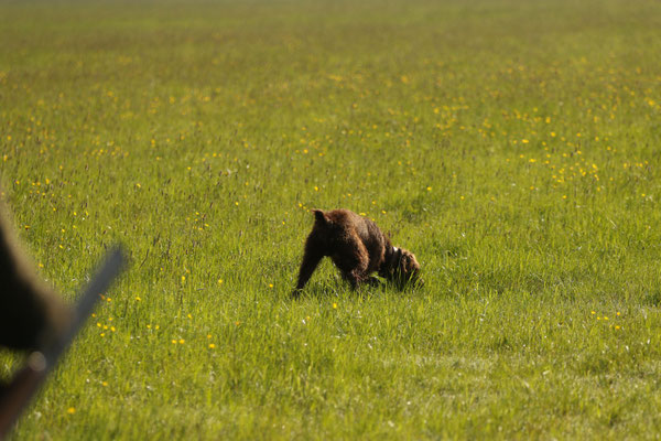 Aslan im Feld bei der Suche