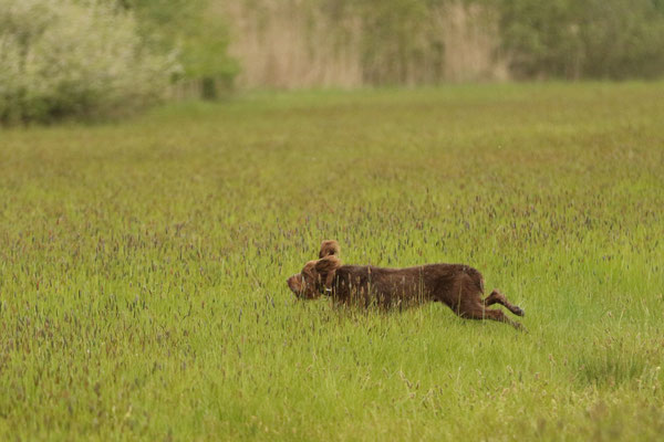 Hasenspur auch bei Aslan einwandfrei