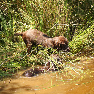Pudelpointer Ailsbacher Brooke und Baldwin