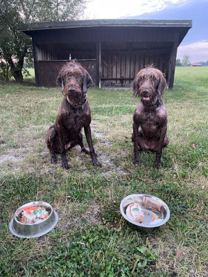 Baghira und Bella - gemeinsamer Geburtstagssnack