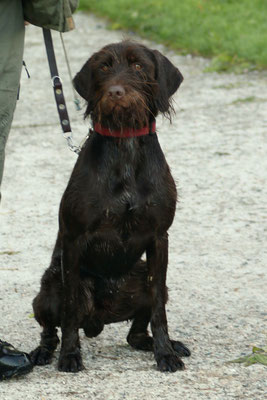Ailsbacher Aron