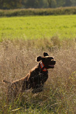 Eyk II vom Orsoyer Land