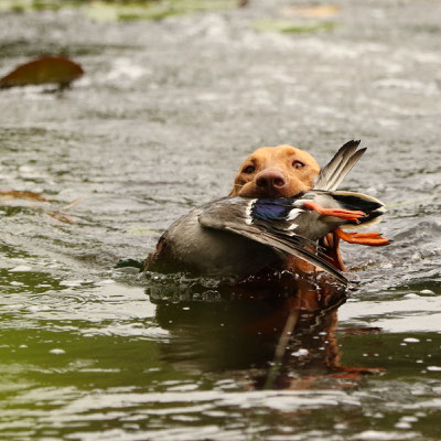 Ungarischer Vorstehhund András von der Bockerlbruck