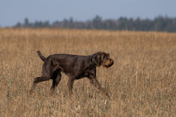 Aska (Astrid) vom Deiwelche 