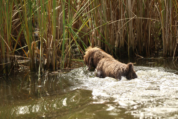 Wasserarbeit - Anton beim Stöbern ohne Ente