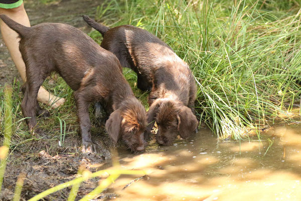 Ailsbacher Brooke und Baldwin