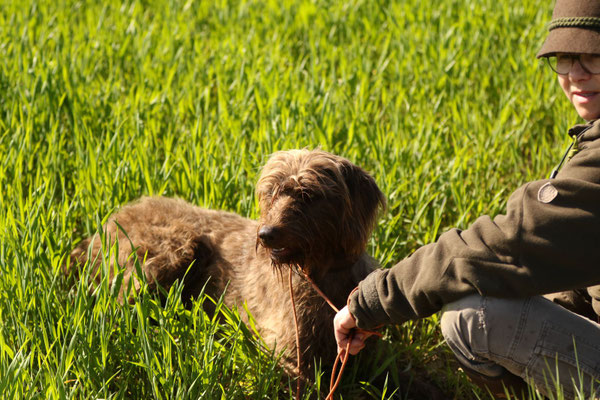 Die Hunde sind aufmerksam ...