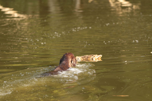 ... direkt zur Ente ...