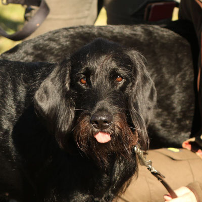 schwarzer Pudelpointer