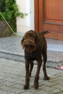 Ailsbacher Bernhild