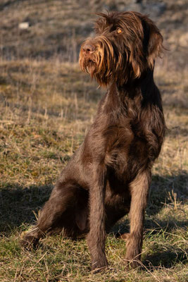 Aska (Astrid) vom Deiwelche 