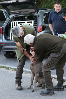 Zahnkontrolle bei Weimaraner Rocco