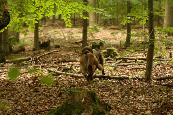 der kommt mit gefundenen Fuchs zurück