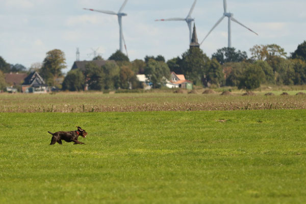 Ailsbacher Aron