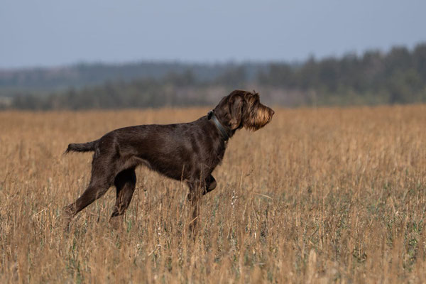 Aska (Astrid) vom Deiwelche 