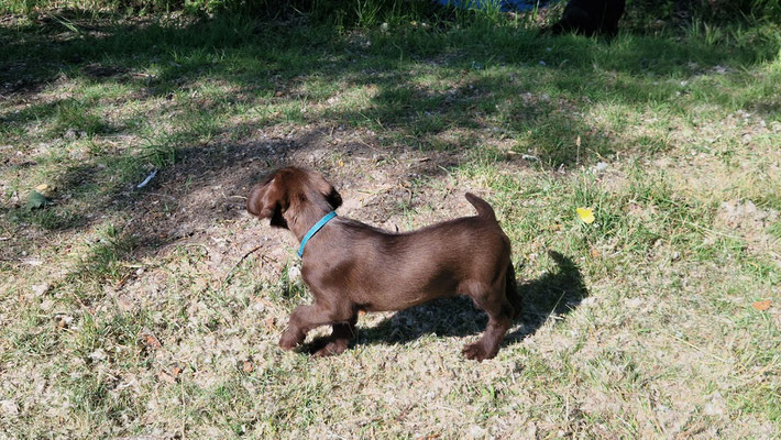 Oxan von der Burg Wettin