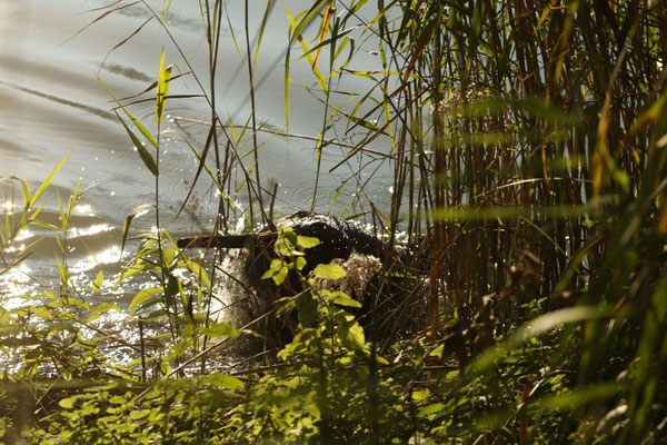 Eyk II vom Orsoyer Land - Stöbern
