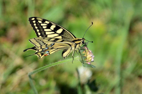 Beautiful Butterfly - Austria.