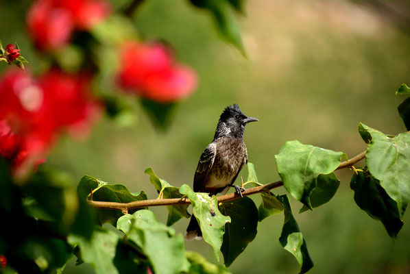 The red-vented bulbul is a member of the bulbul family of passerines. It is resident breeder across the Indian subcontinent, including Sri Lanka extending east to Burma and parts of Tibet, but it also has been introduced in many other parts of the world. 