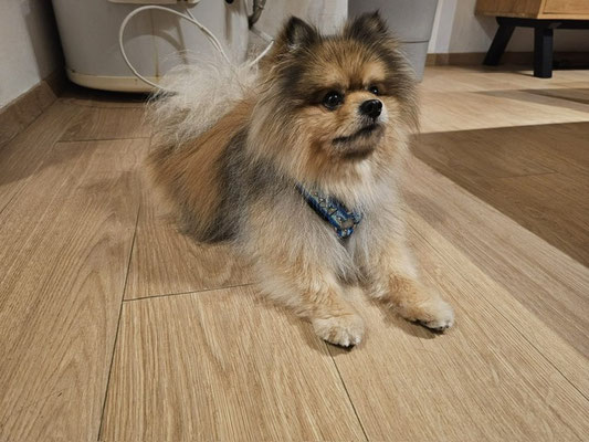 Mogli