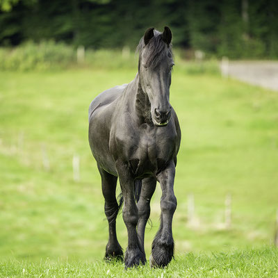 Schwarzes Pferd auf der Weide am Pferdehof Winkl in Steinhöring fotografiert von Fichtner Fotodesign