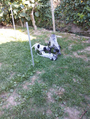 le cucciole con la madre Venus