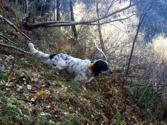 il bosco e' casa sua