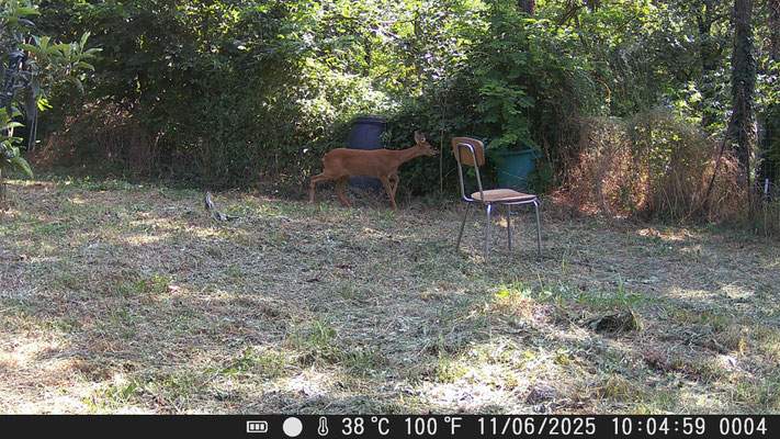 la mia amica "rossella" la capriola che salta la rete del mio canile in valtrebbia per venire a mangiare le prugne
