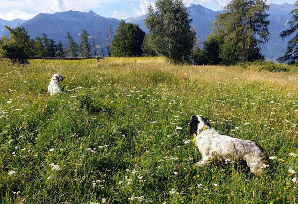 nipote in ferma e zio in consenso