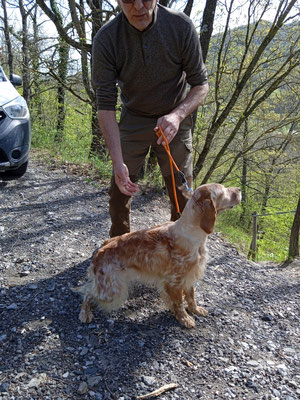 Coca della caldarola ( ch Mardok della vecchia irlanda x Venus )