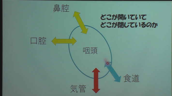 のど（咽頭）には４つの管がつながっている。