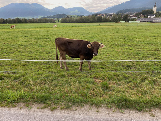 Die Kühe nebenan auf der Weide