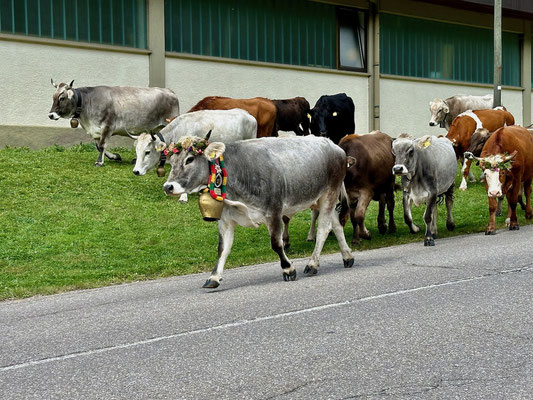 Almabtrieb in Wahlen