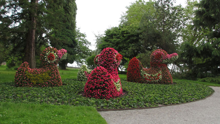 Freitag: Kunstvoll geschnittene Blumenarrangements in den Gärten auf der Insel Mainau.