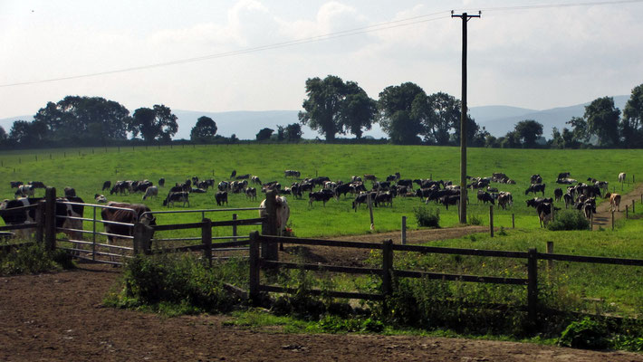 Samstag: Weide mit den typisch schwarzen Kühen auf der Fahrt zum Rock of Cashel.