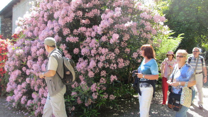 Dienstag: Botanischer Garten auf der Isola Madre im Lago Maggiore