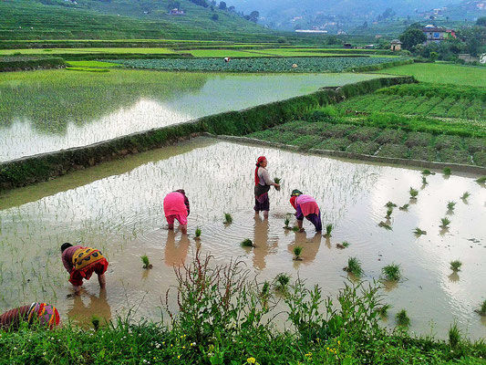 Unterstütztes Projekt Acupuncture Relief Project Nepal Medizinische Erstversorgung Umgebung Reis pflanzen Bauern