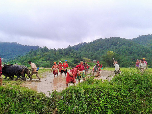 Unterstütztes Projekt Acupuncture Relief Project Nepal Medizinische Erstversorgung Umgebung Reis pflanzen Bauern