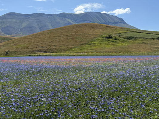 Linsenfelder, Lenticche