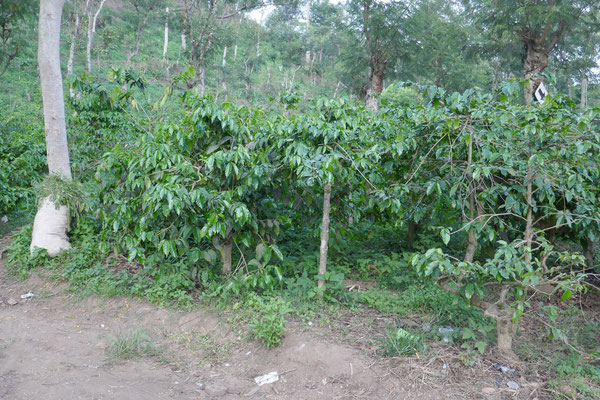 Plantation de café