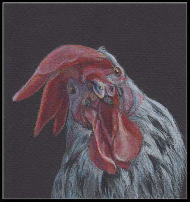 Tierzeichnung, Hahn, Farbstift, coloured pencil drawing