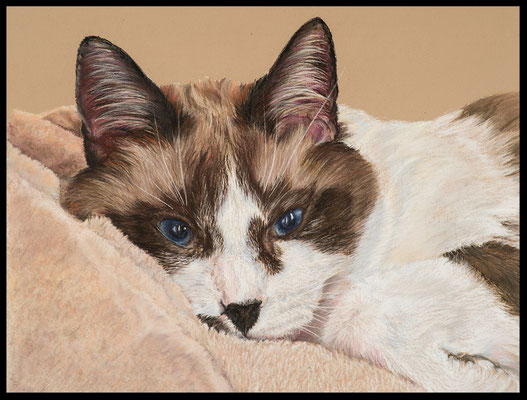 Katzenzeichnung, Tierzeichnung, Katze, Tiermaler, Katzenportrait, Zeichnung, Pastellzeichnung, pastel painting cat 